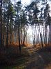 096 Debrecen - December eleje az erdőspusztákon - 2013